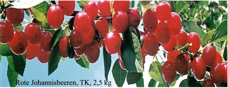 Rote Johannisbeeren, TK, 2,5 kg