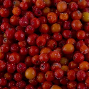 Edle Ebereschen - Edulis, ganz, TK, 1 kg