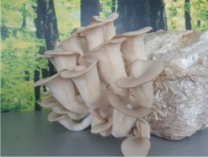 Austernseitling Fertigkultur ca. 2,5 Kg